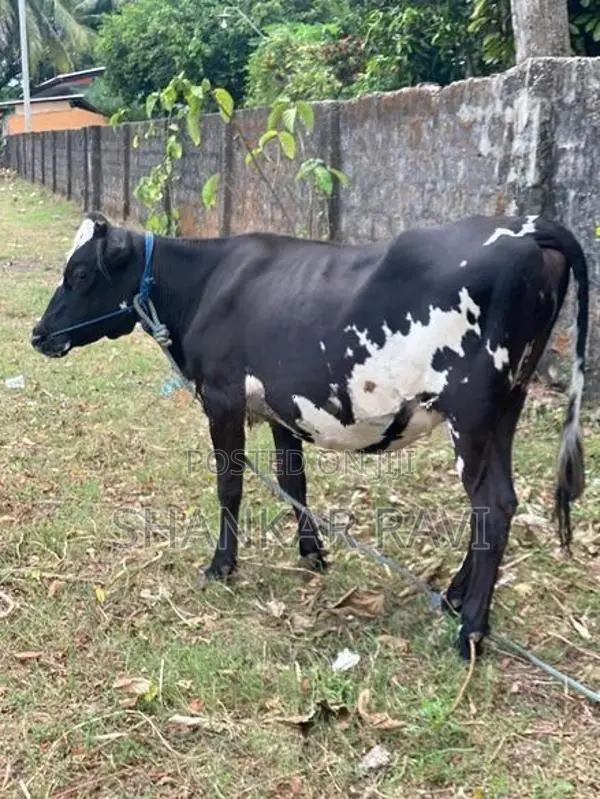 Jersey Cow