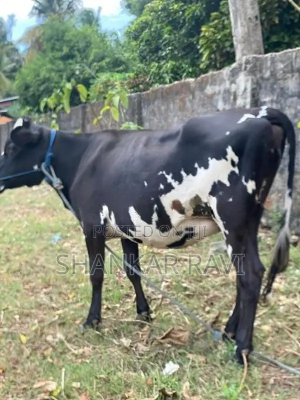 Jersey Cow