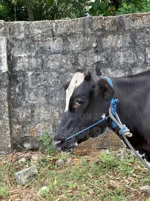 Jersey Cow