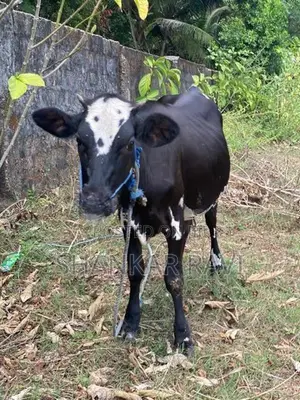 Jersey Cow