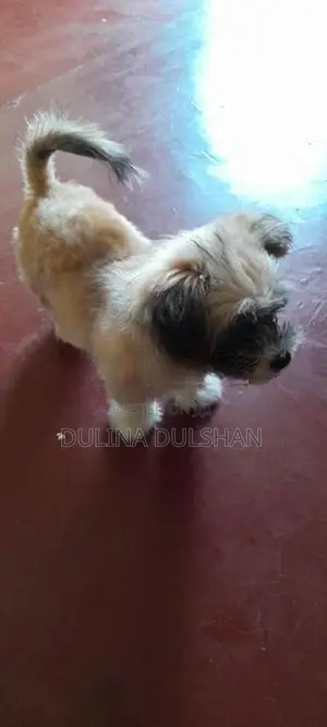 Shih Tzu Puppy