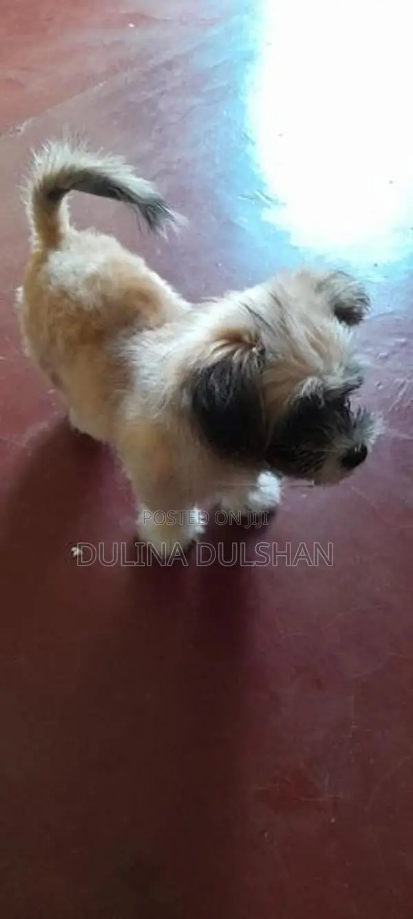 Shih Tzu Puppy