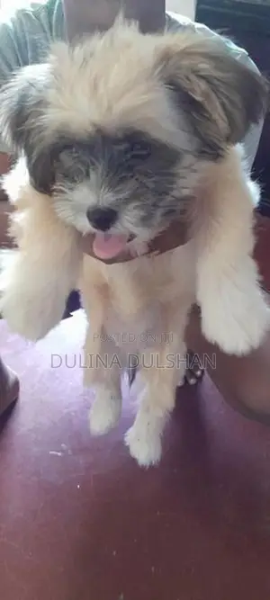 Shih Tzu Puppy