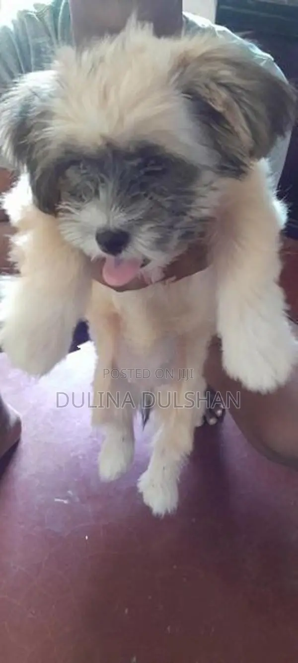 Shih Tzu Puppy