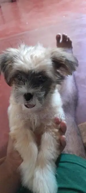 Shih Tzu Puppy