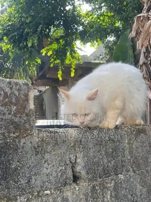 Persian Cat