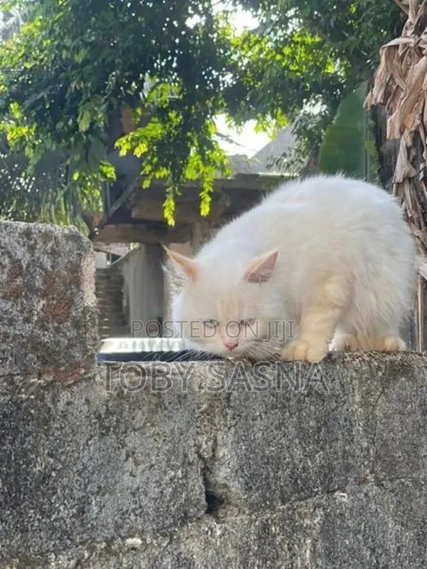 Persian Cat