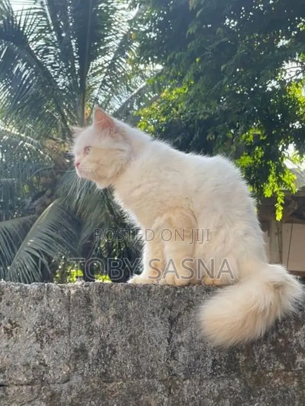 Persian Cat