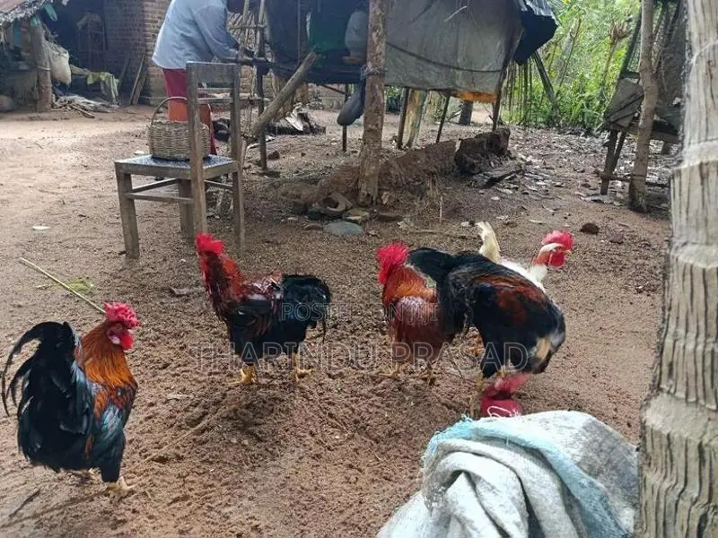 ගම් කුකුලන්