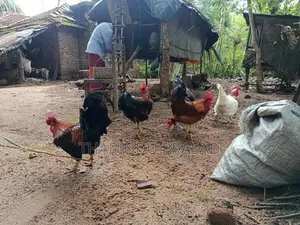 ගම් කුකුලන්
