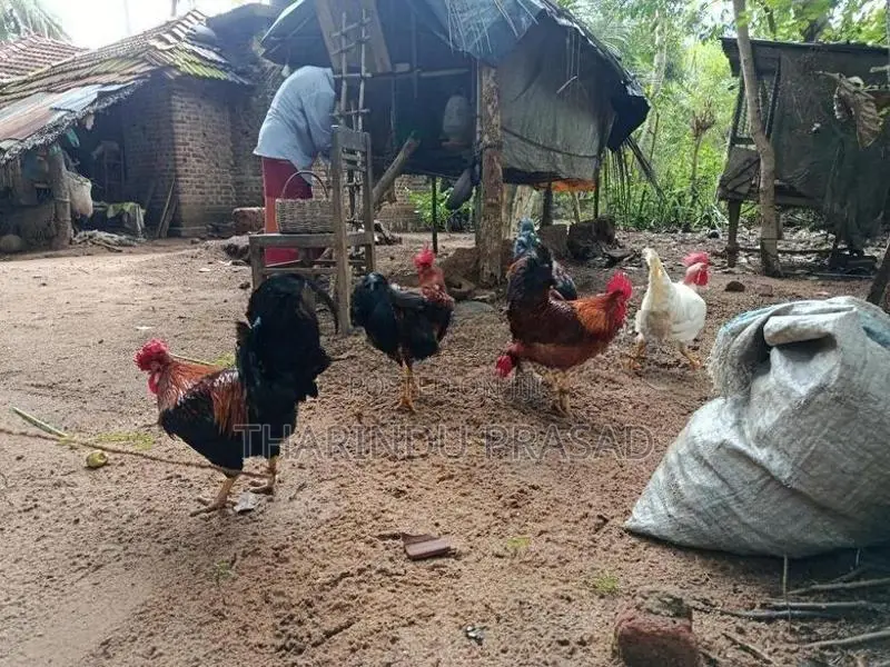 ගම් කුකුලන්