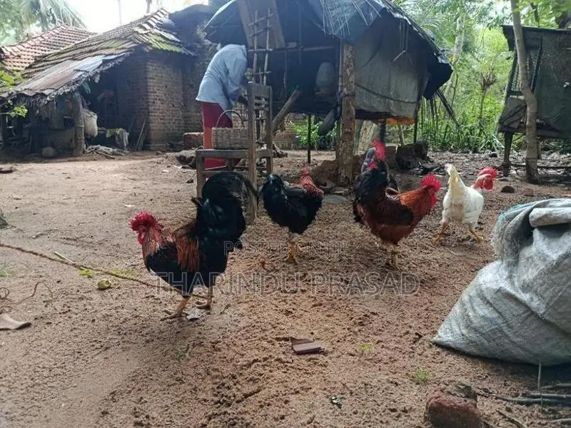 ගම් කුකුලන්