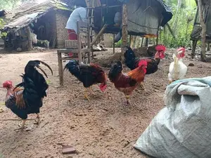ගම් කුකුලන්