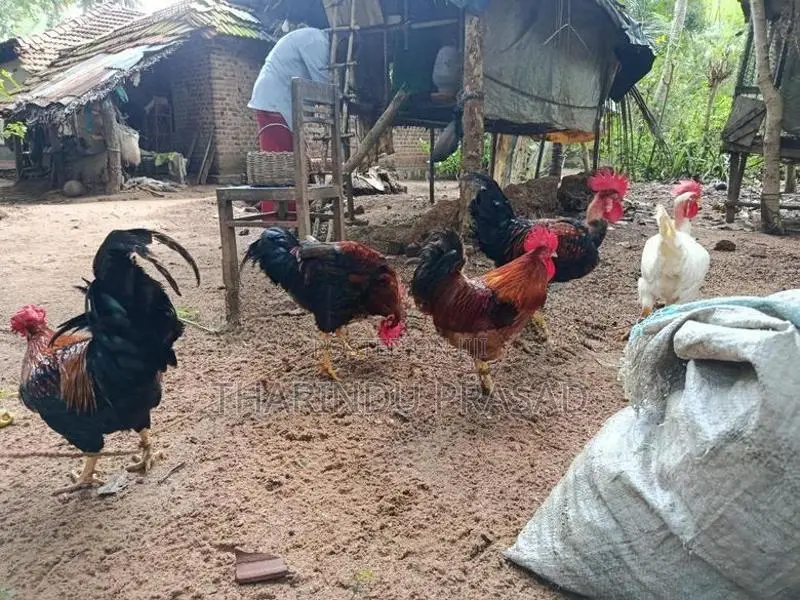 ගම් කුකුලන්