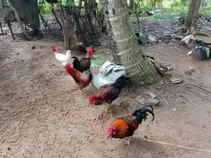 ගම් කුකුලන්