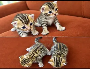 Bengal Kitten