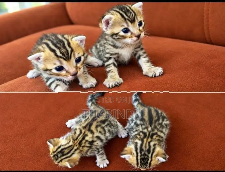 Bengal Kitten