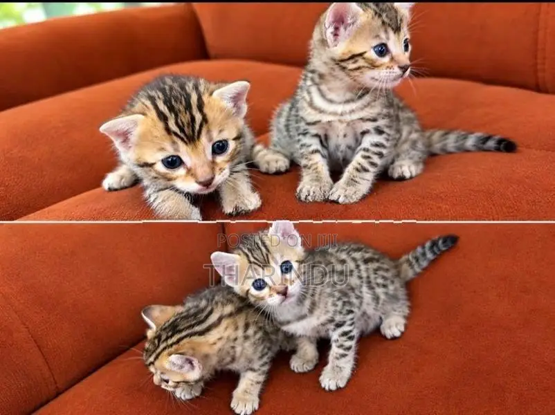Bengal Kitten