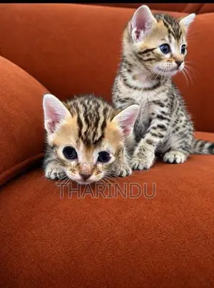 Bengal Kitten