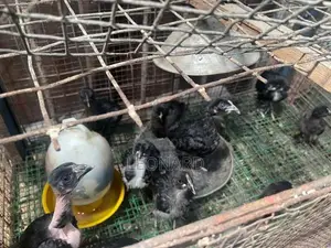 විවිධ වර්ගයේ කුකුල් පැටව්