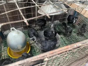 විවිධ වර්ගයේ කුකුල් පැටව්