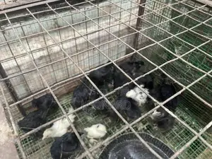 විවිධ වර්ගයේ කුකුල් පැටව්