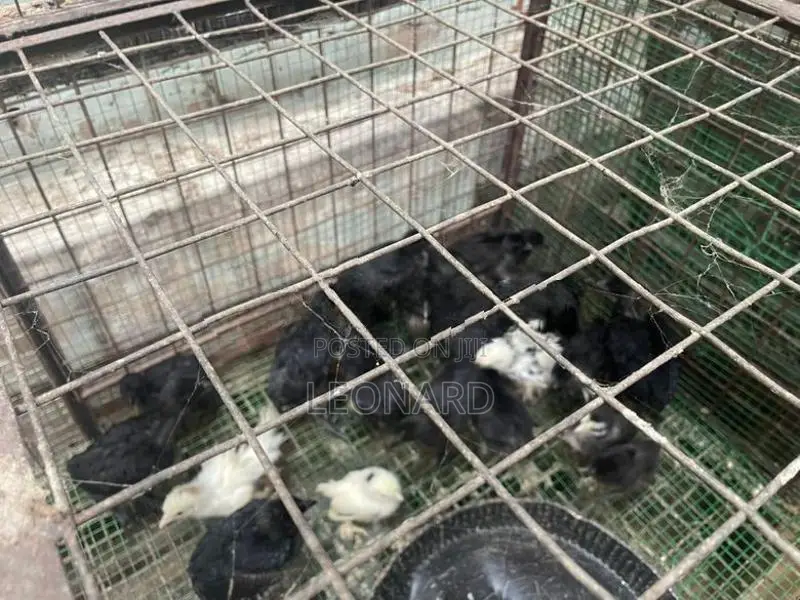 විවිධ වර්ගයේ කුකුල් පැටව්