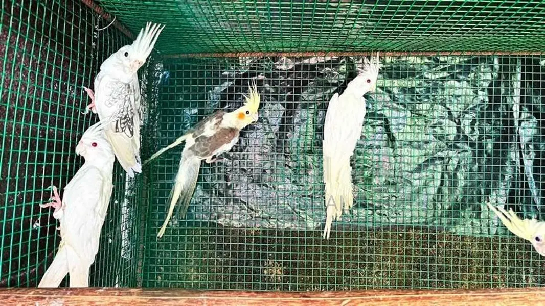 Cockatiel Birds