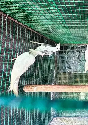 Cockatiel Birds