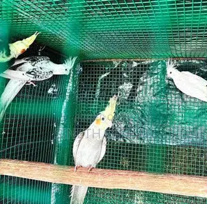 Cockatiel Birds