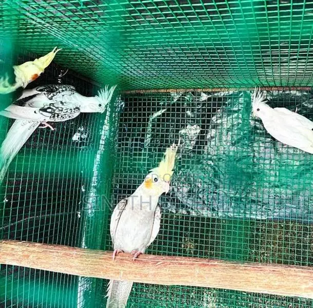 Cockatiel Birds