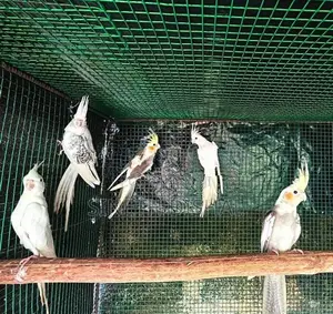 Cockatiel Birds