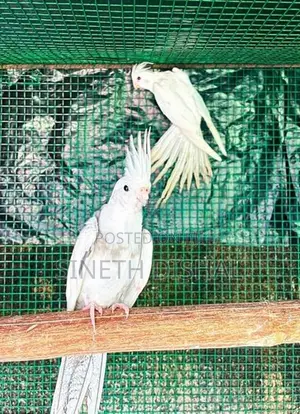 Cockatiel Birds