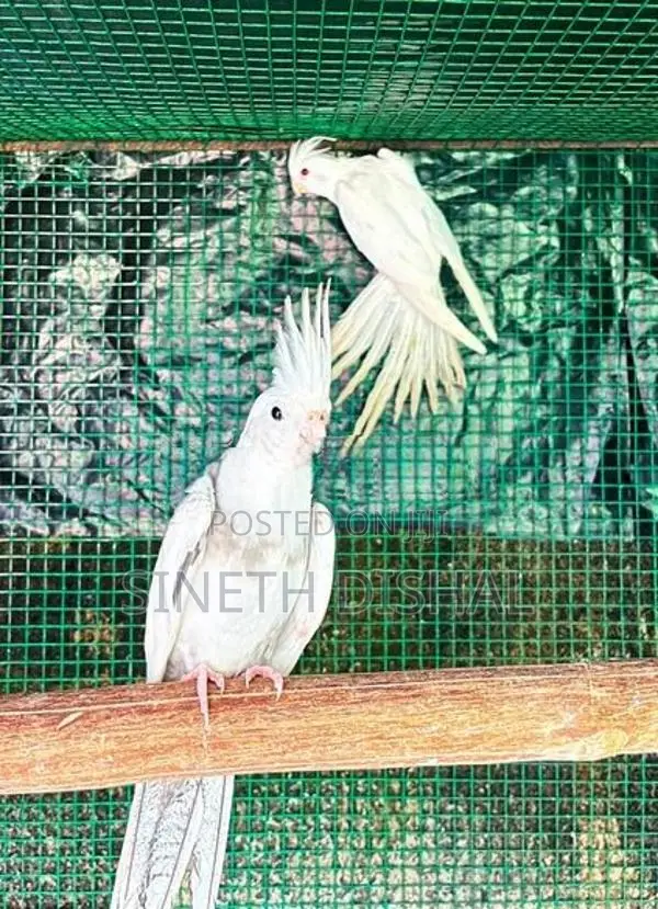 Cockatiel Birds