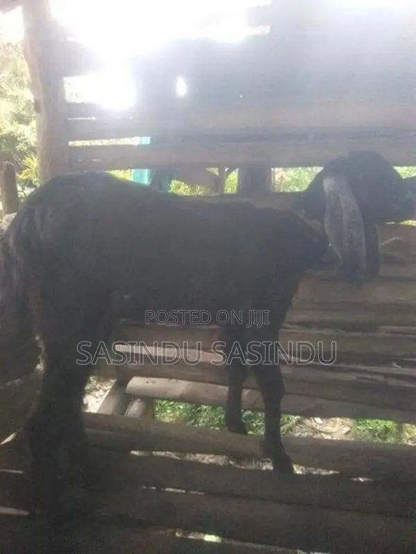 Eluwan