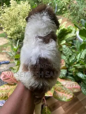 Pomeranian Puppies
