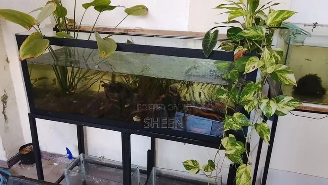 Fish Tank 4feet
