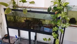 Fish Tank 4feet