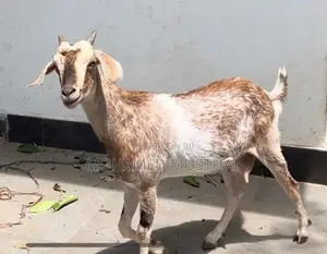 Farm Goat