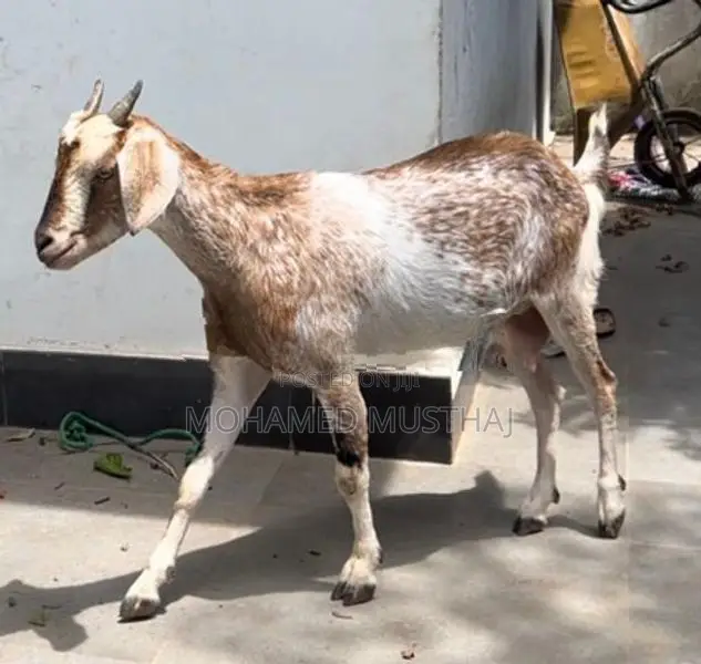 Farm Goat