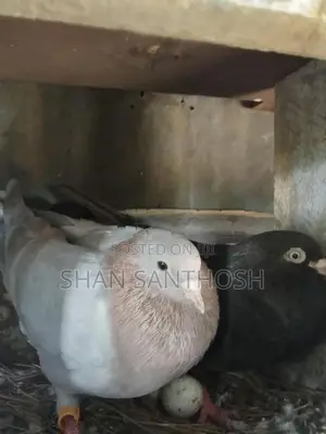 Pigeons