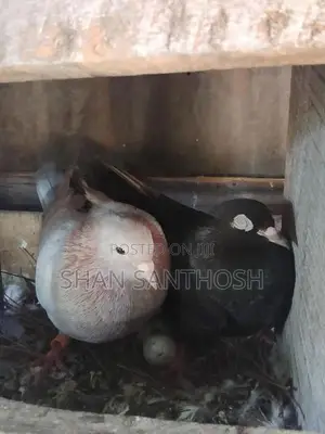 Pigeons