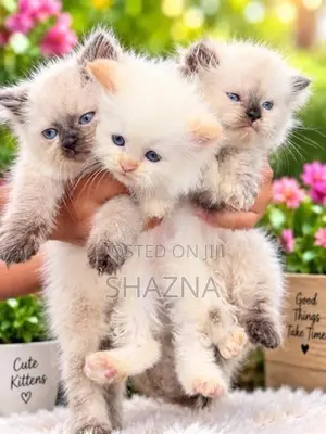Persian Cat