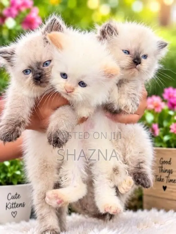 Persian Cat
