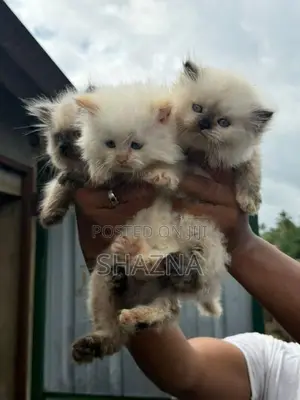 Persian Cat