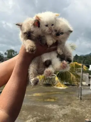 Persian Cat