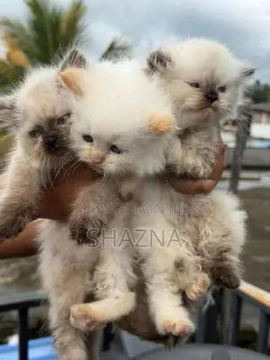 Persian Cat