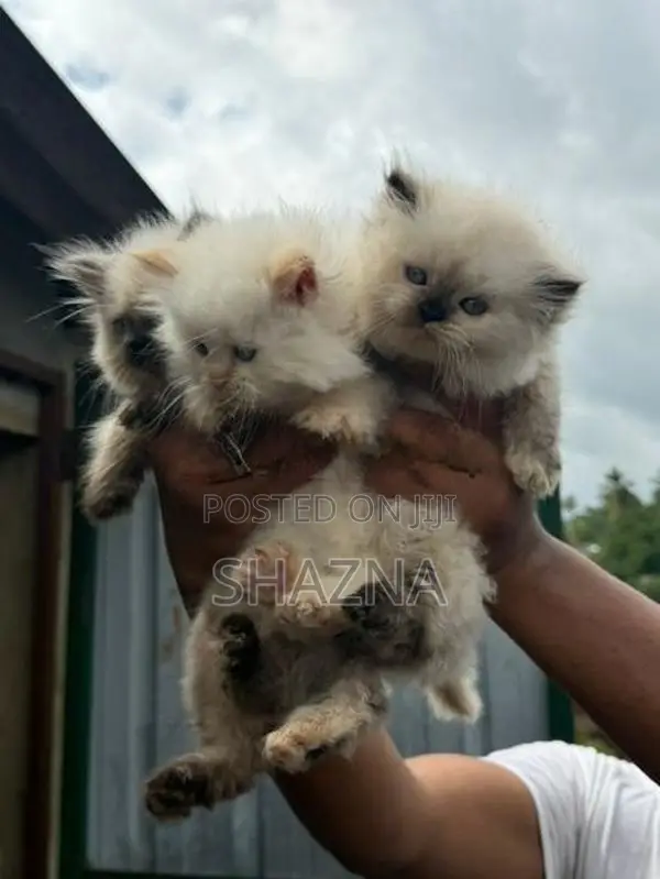 Persian Cat