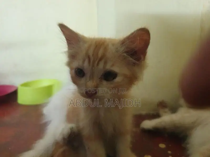 Persian Kitten
