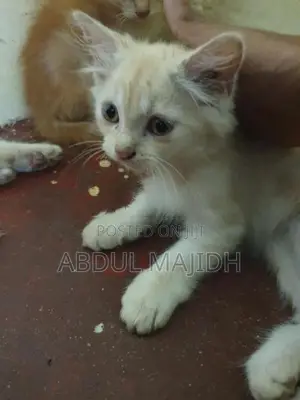 Persian Kitten